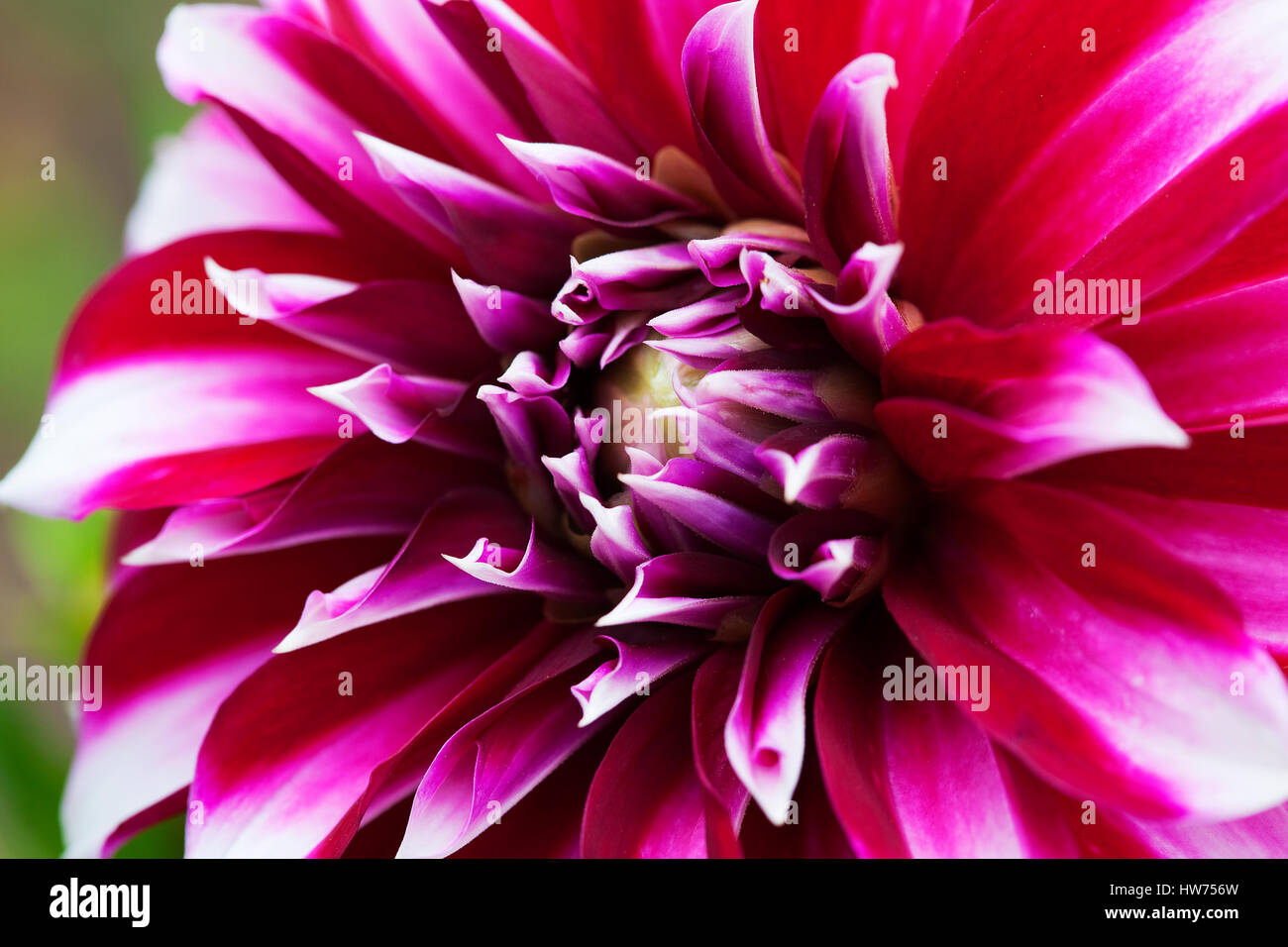 Purple dahlia opening hi-res stock photography and images - Alamy