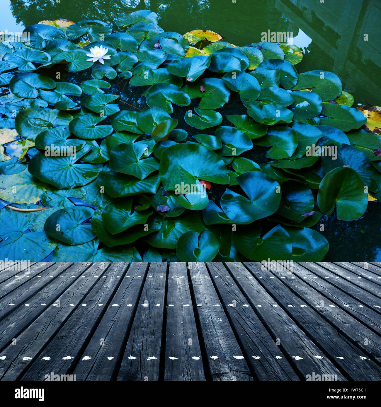 Lily pads on the surface of a pond Stock Photo Biology Diagrams