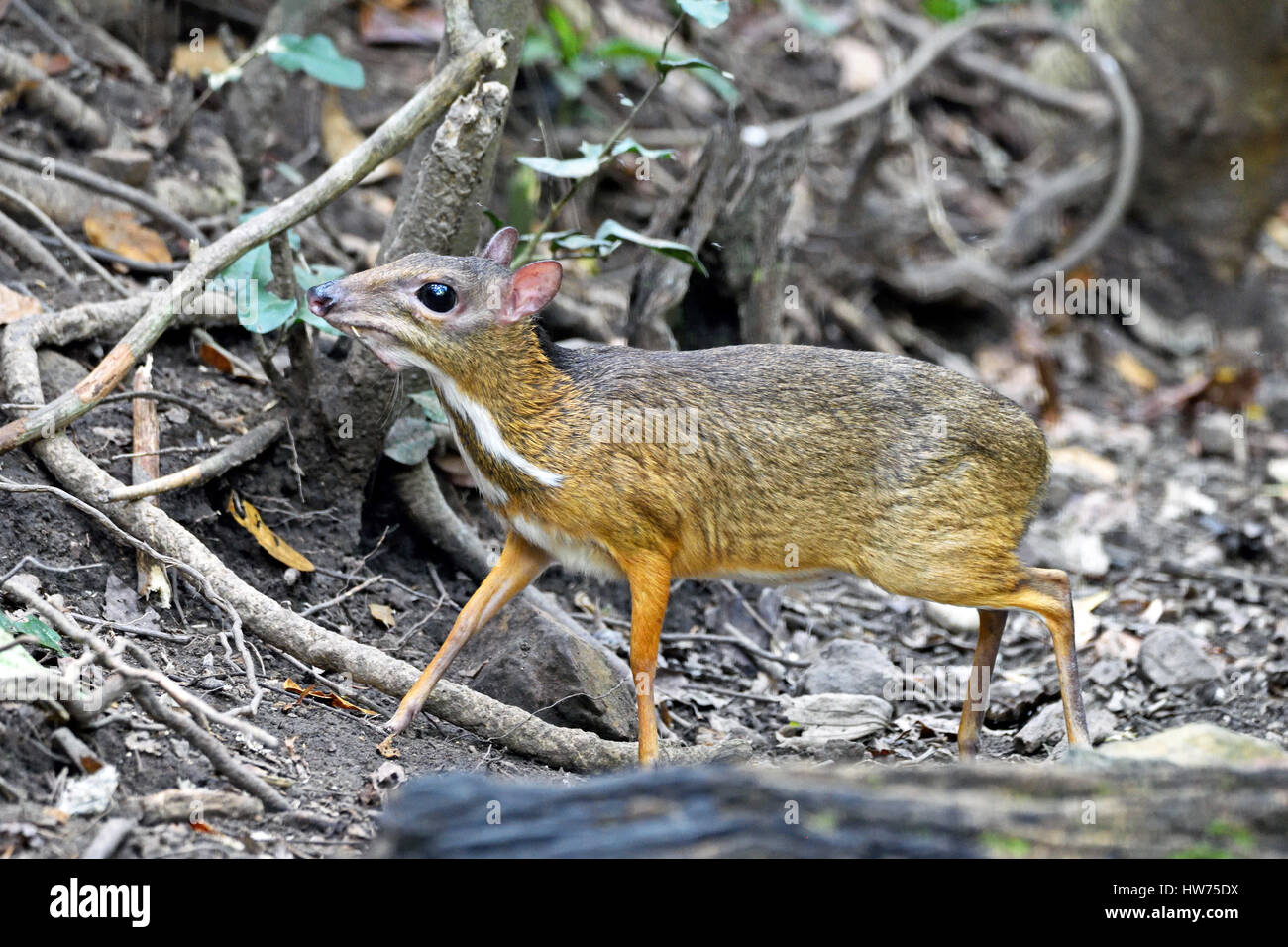 A timid Lesser Mouse Deer (Tragulus kanchil) on the forest floor in Kaeng Krachan in Western Thailand Stock Photo
