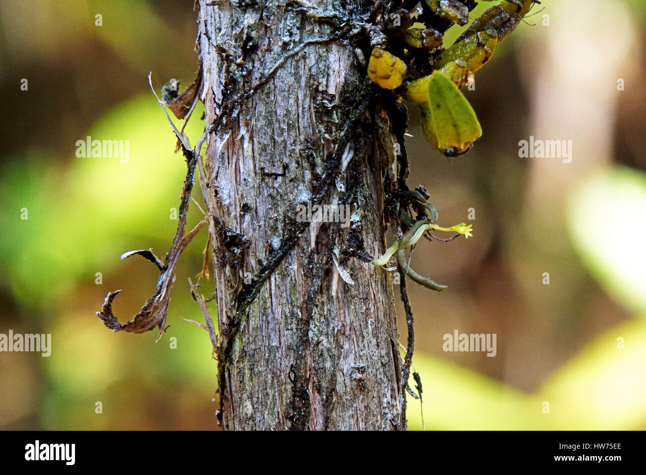 The World's smallest Orchid (Taeniophyllum obtusum) growing on a small tree in Phu Luang Wildlife Sanctuary in Thailand Stock Photo
