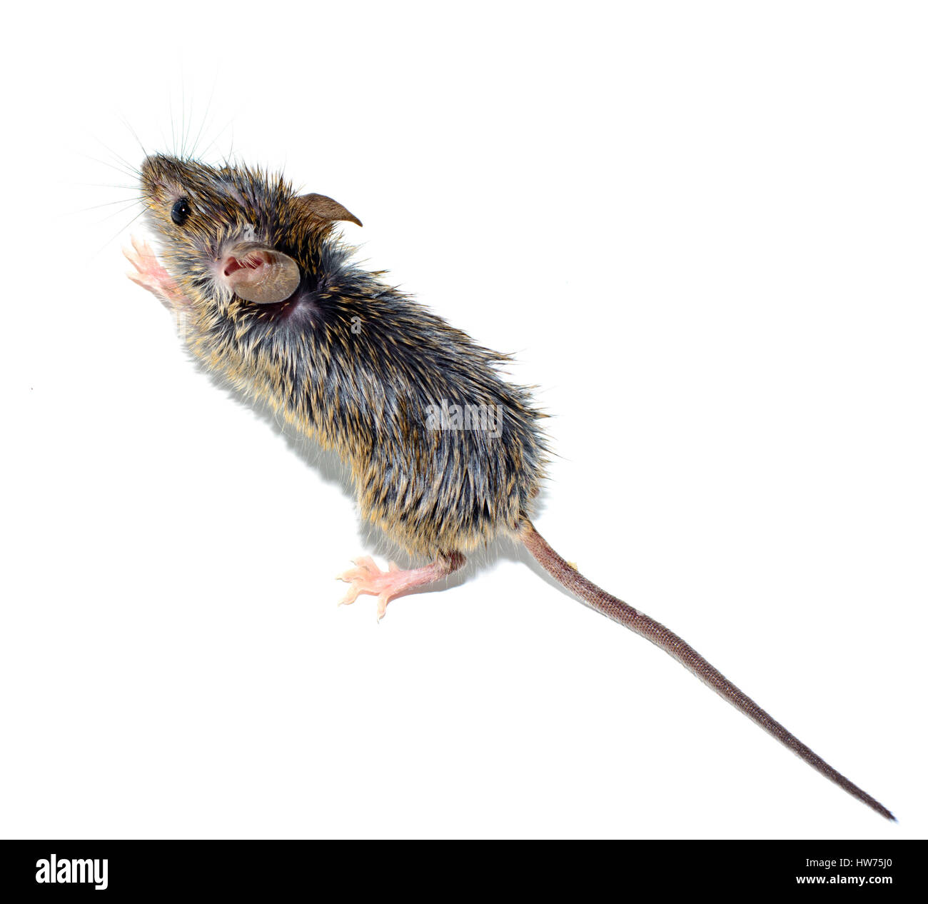 house mouse (Mus musculus) on white background  close-up. Dirty fur. Full lenght with tail Stock Photo
