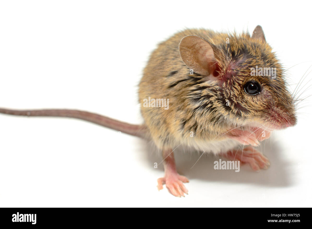 house mouse (Mus musculus) on white background Close-up looking right ...