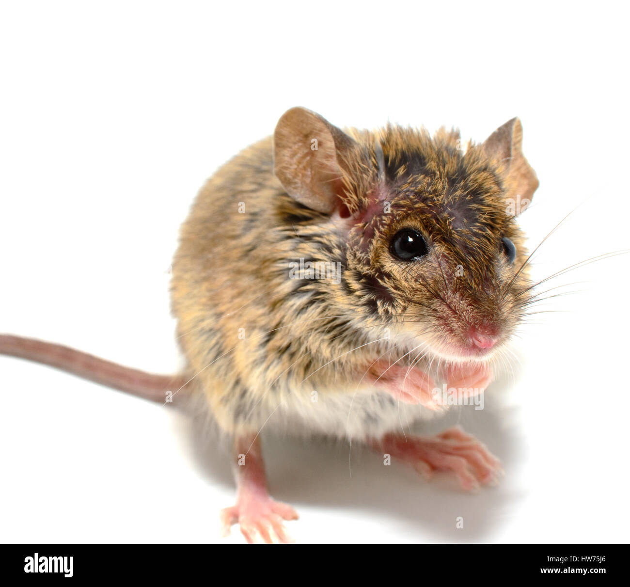 house mouse (Mus musculus) on white background Close-up on back legs Stock Photo