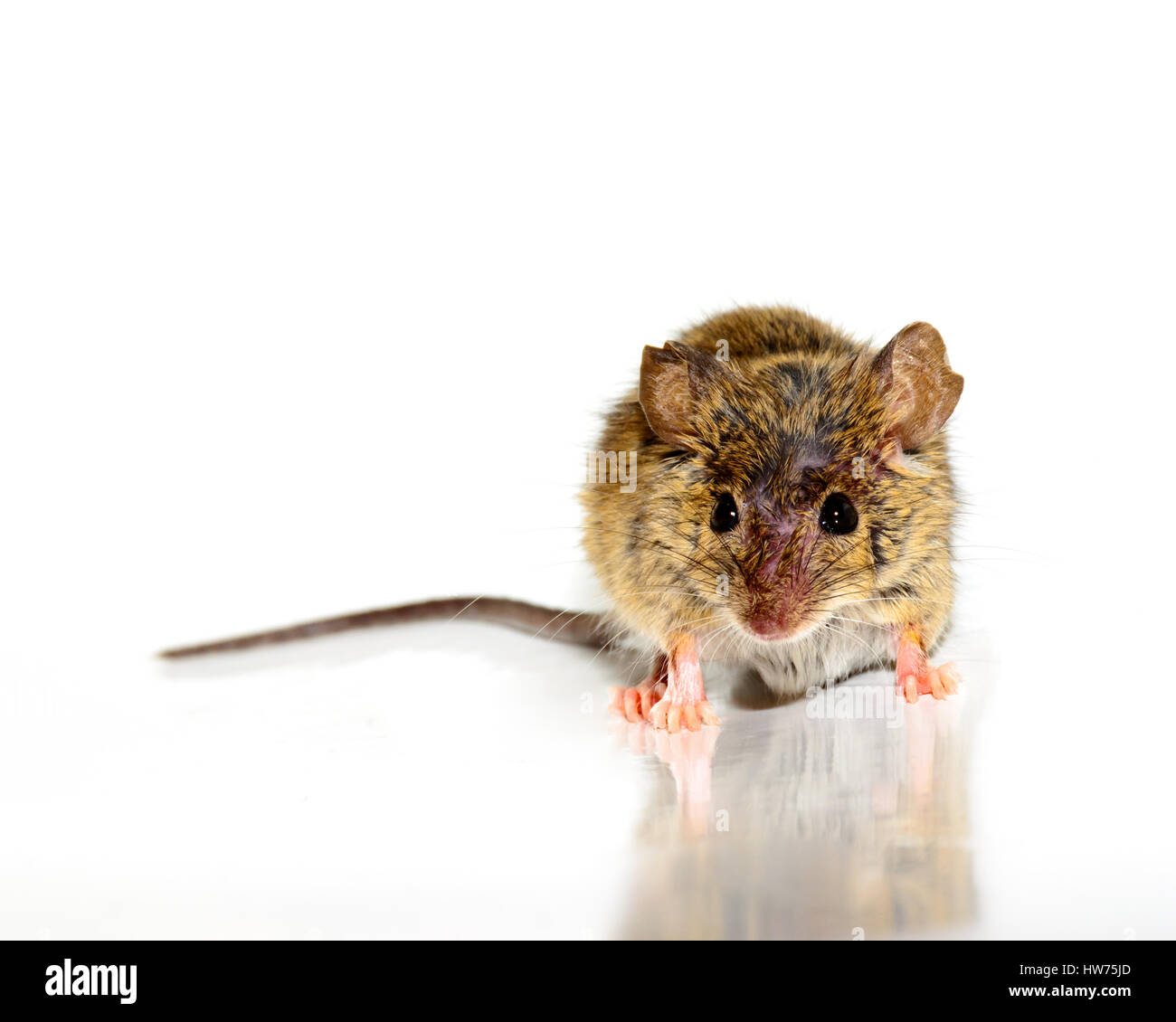 house mouse also called field mouse (Mus musculus) on white background facing camera. Stock Photo