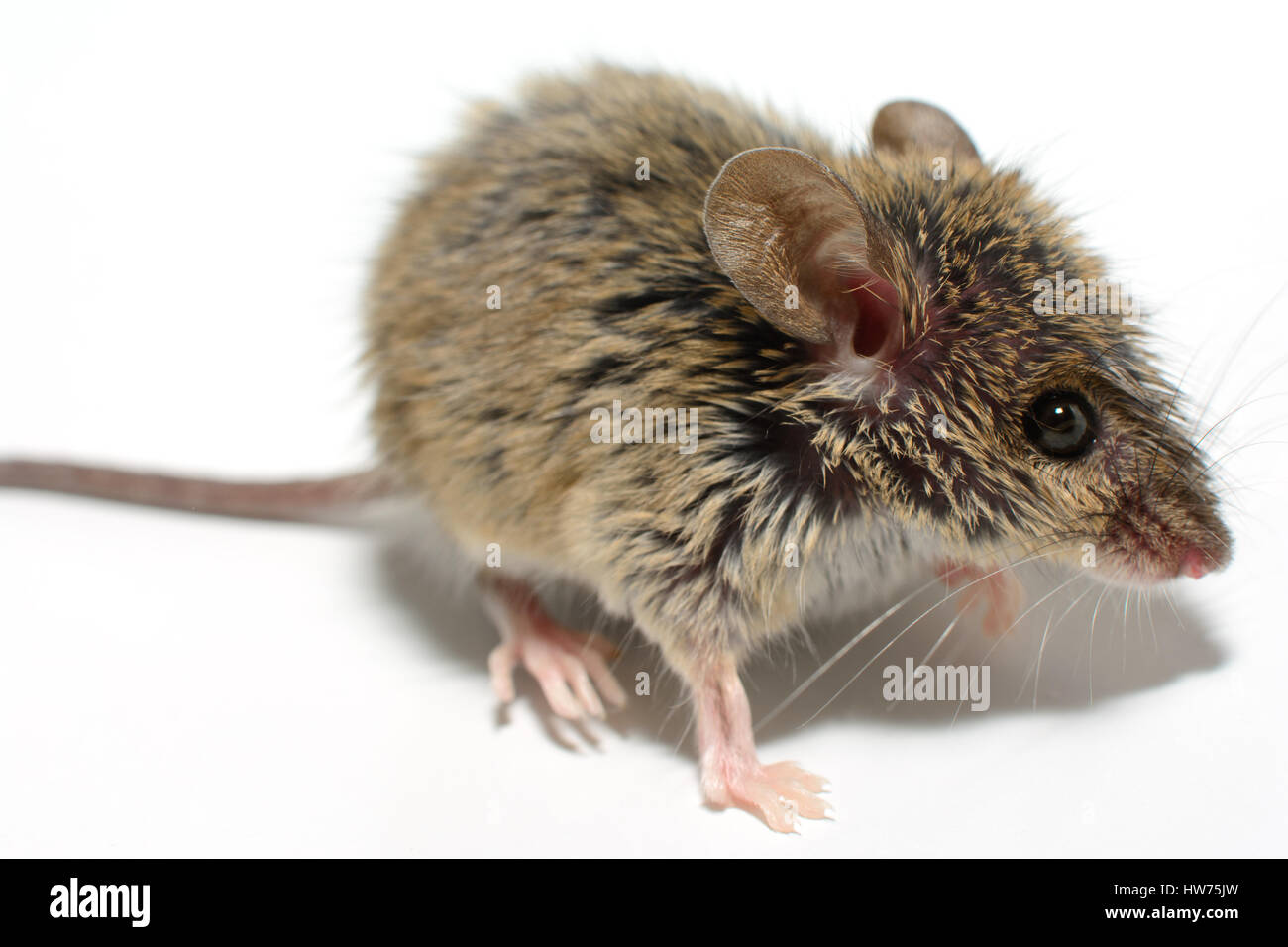 house mouse (Mus musculus) on white background Close-up side view Stock Photo