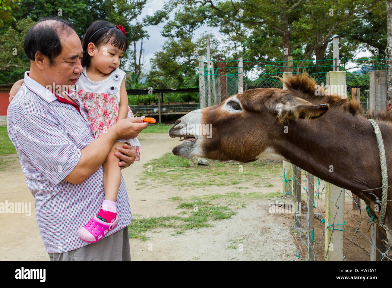 Asian Little Chinese Girl and her grandfather Feeding Donkey with ...