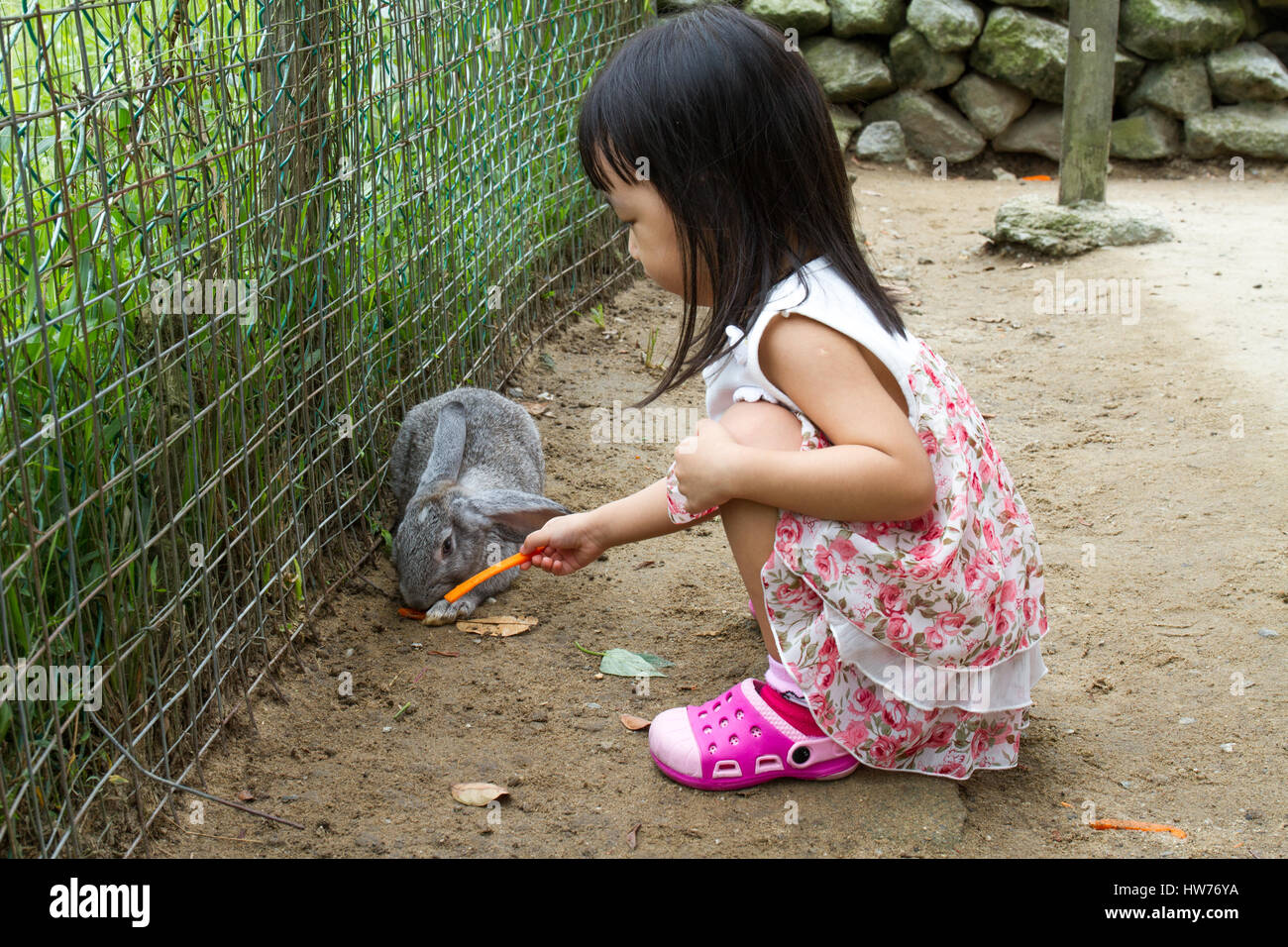 Asian Little Chinese Girl Feeding a Rabbit with Carrot in the Farm ...