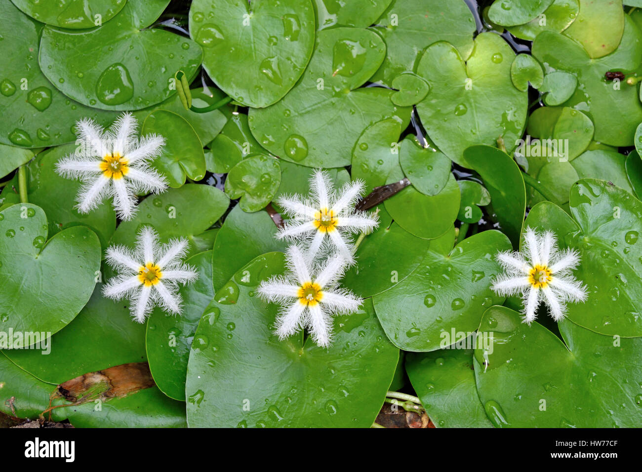 Kumudini Flower edu.svet.gob.gt