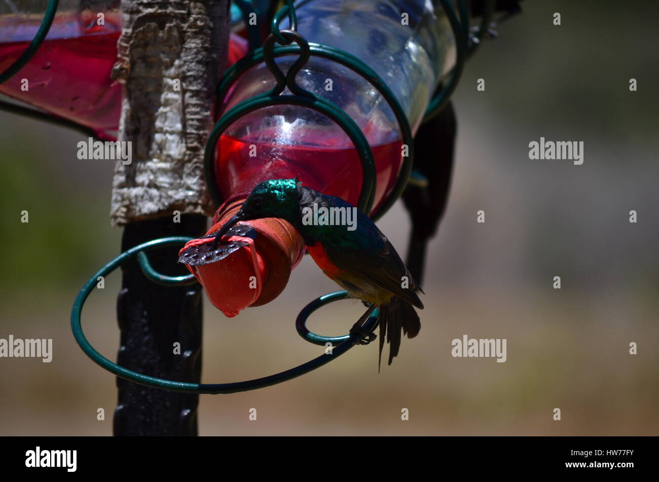 Green Sun Bird Feeder With Red Nectar Stock Photos Green Sun