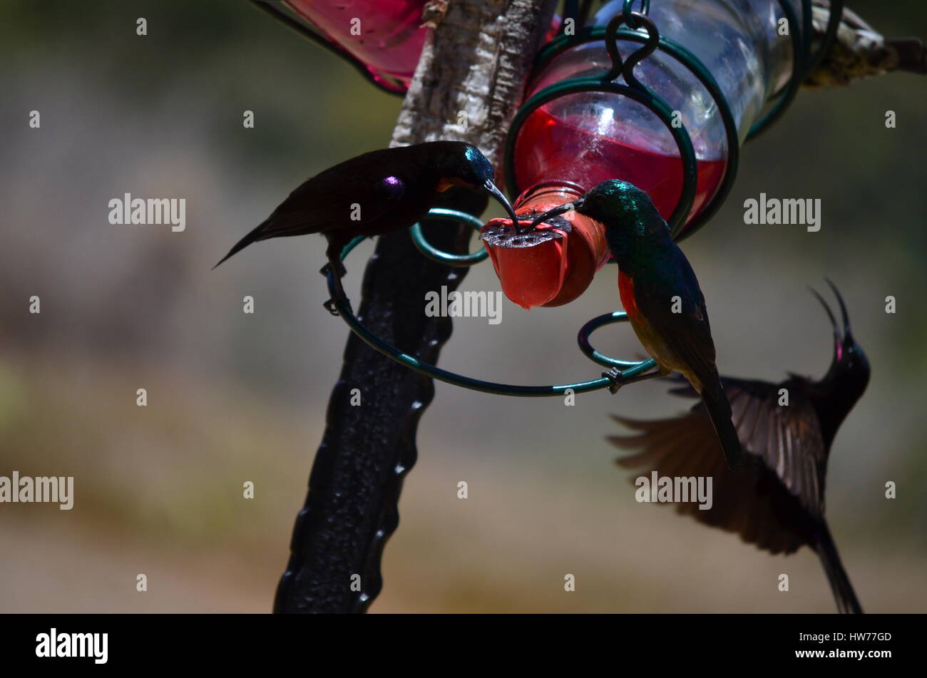 Green Sun Bird Feeder With Red Nectar Stock Photos Green Sun