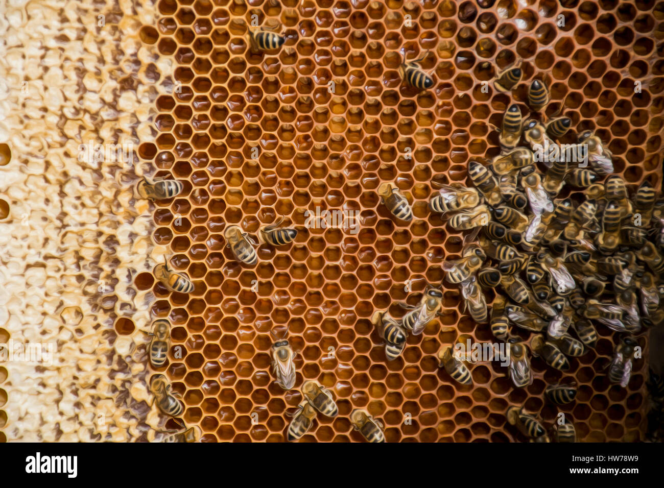 115,763 Bee Wax Royalty-Free Images, Stock Photos & Pictures