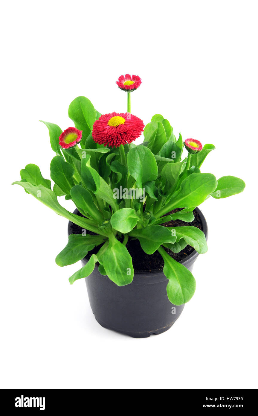 flowerpot of english daisy on isolated white background Stock Photo