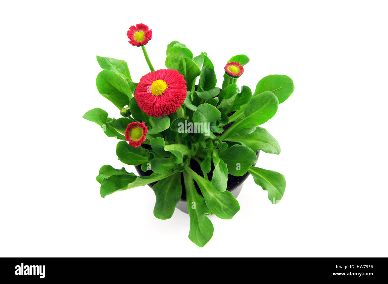 flowerpot of english daisy on isolated white background Stock Photo