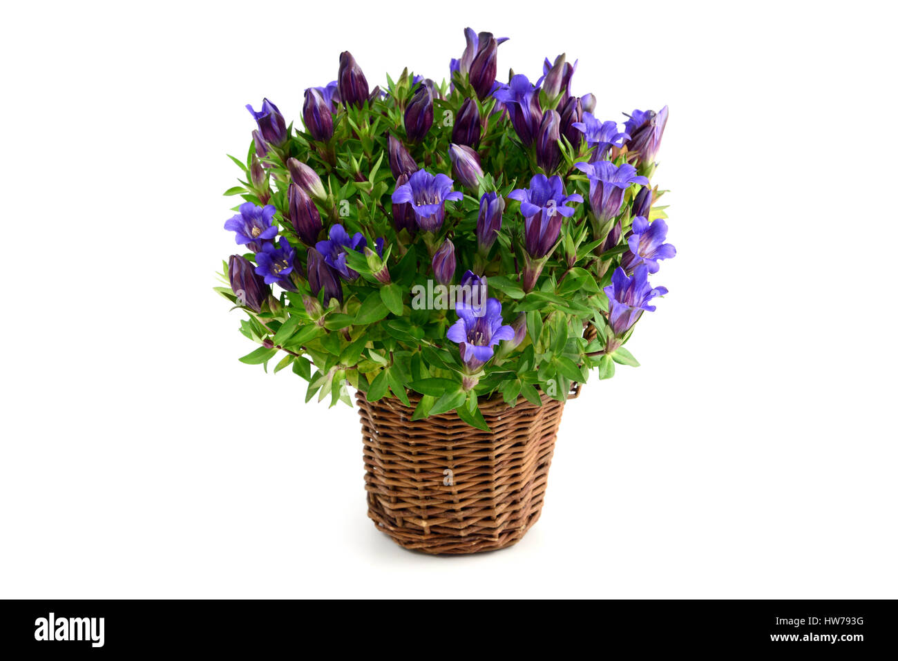 flowerpot of blue gentian flower on isolated white background. Stock Photo