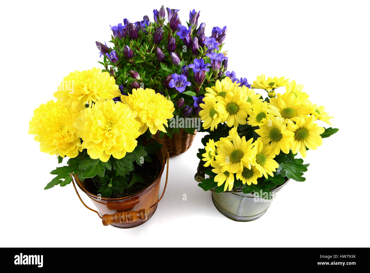 three flowerpot of blue gentian and yellow chrysanthemums. isolated background Stock Photo
