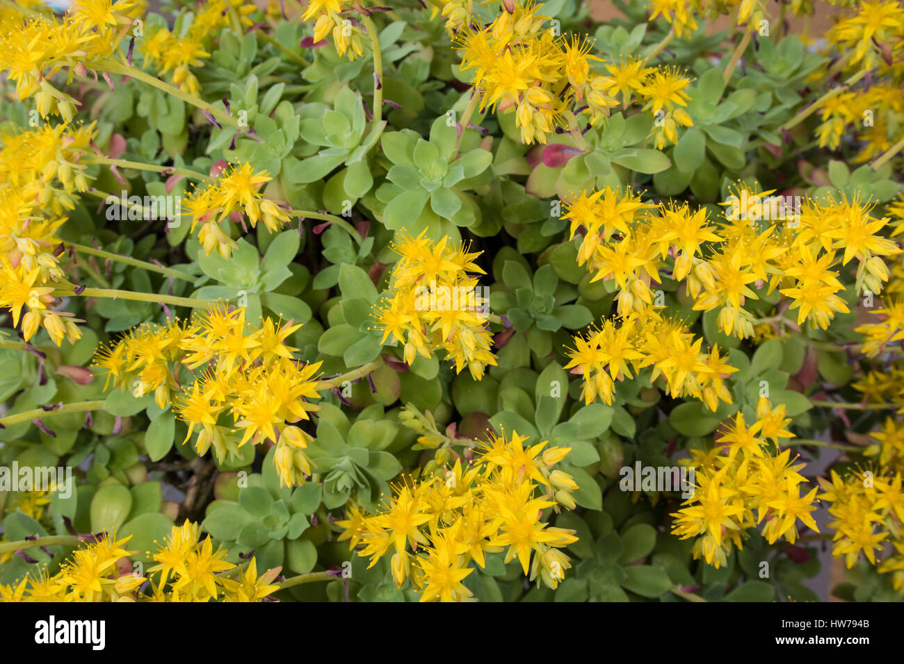 Sedum palmeri (the suculent) first yellow flowers growing in a early spring Stock Photo
