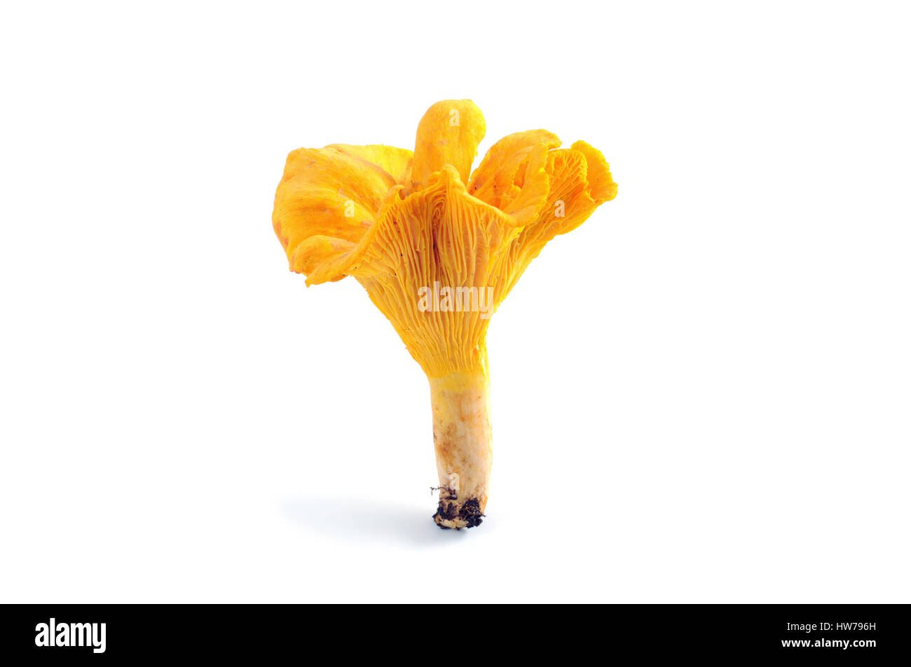 golden chanterelle mushroom isolated Stock Photo Alamy