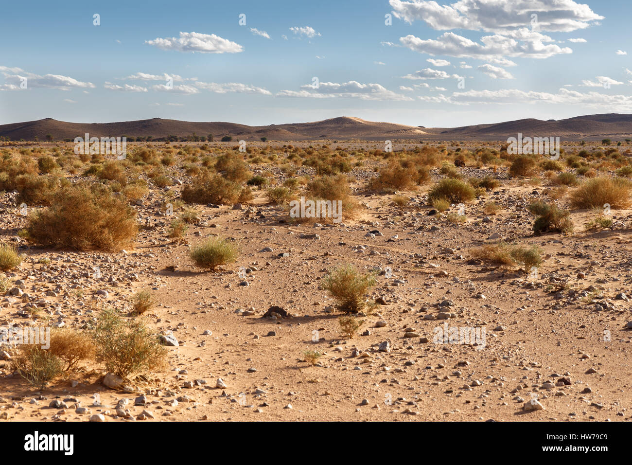 Small shrubs in desert hires stock photography and images Alamy