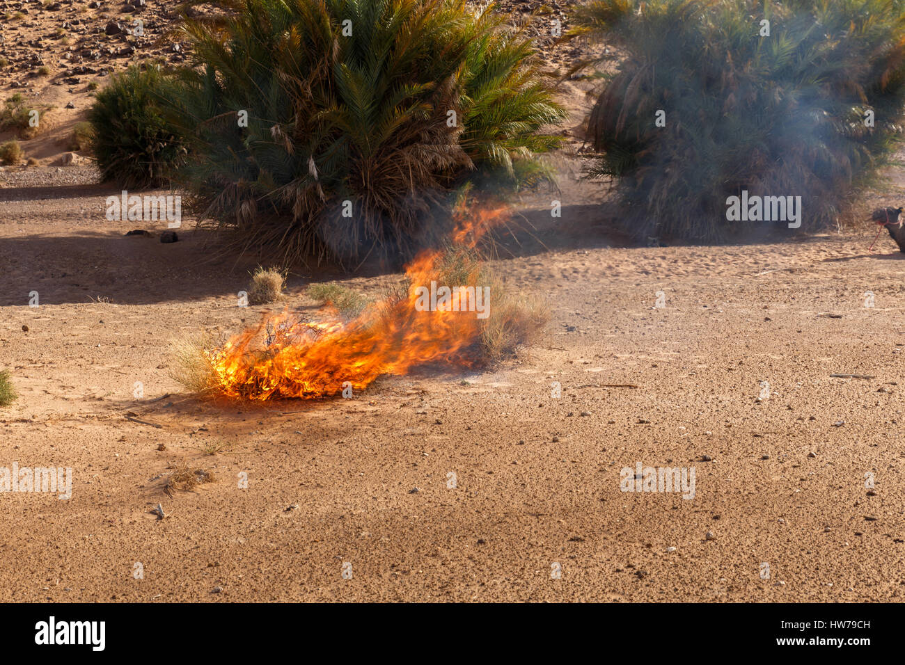 burning Bush grass in the desert Stock Photo Alamy
