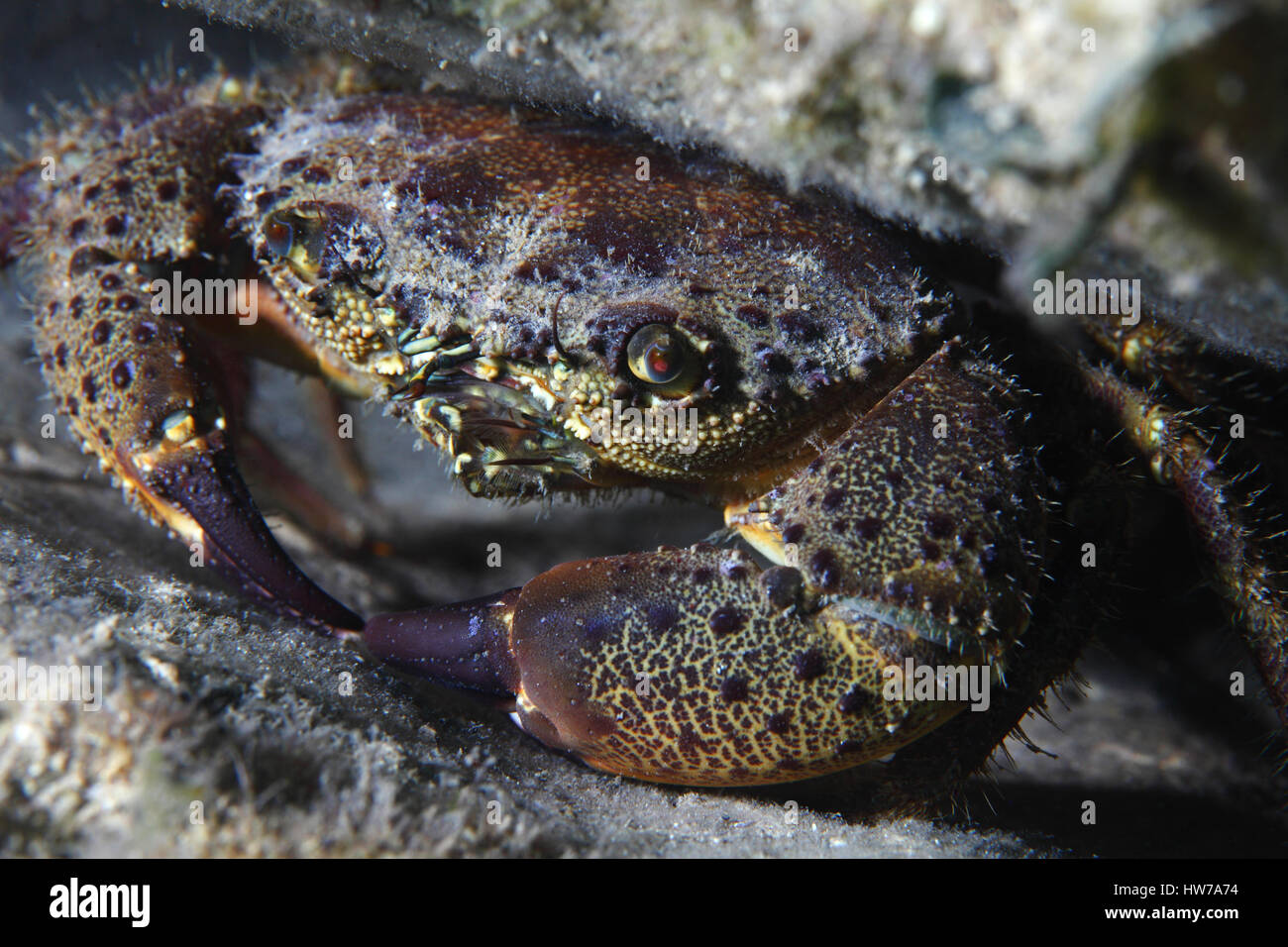Round crab (Xantho poressa) underwater in the Mediterranean Sea Stock Photo