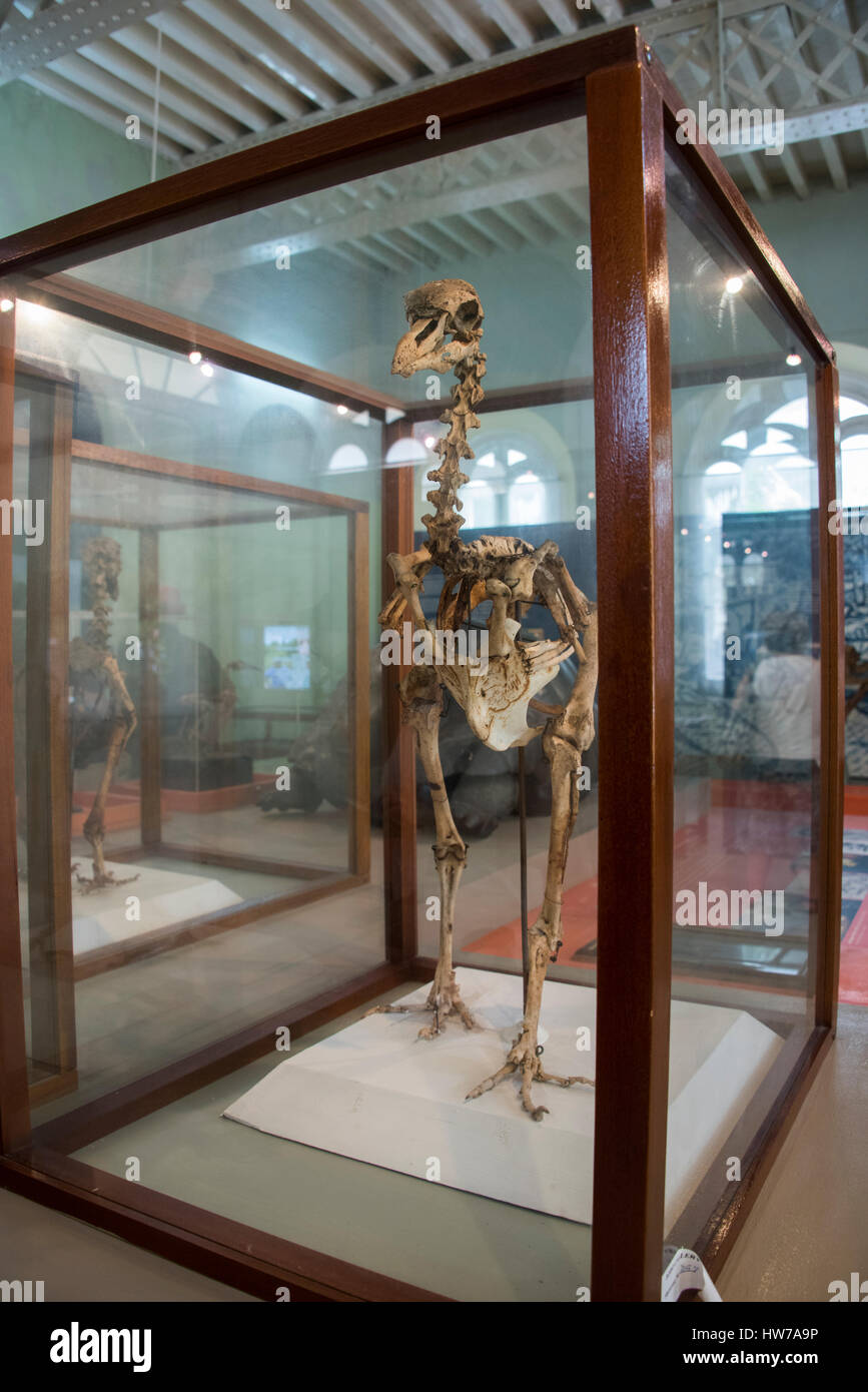 Mauritius, Capital city of Port Louis. Natural History Museum aka Mauritius Institute. Skeletal display of the extinct Rodrigues Solitaire (Pezophaps  Stock Photo