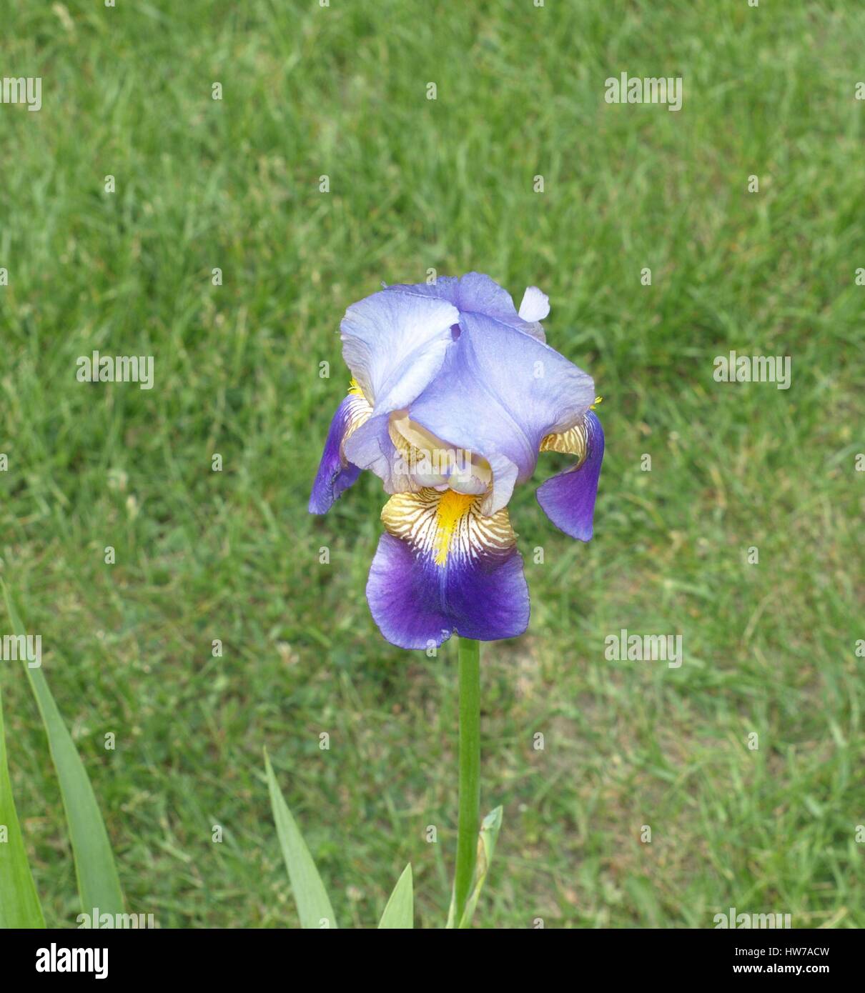 Lion’s mouth flower Stock Photo - Alamy