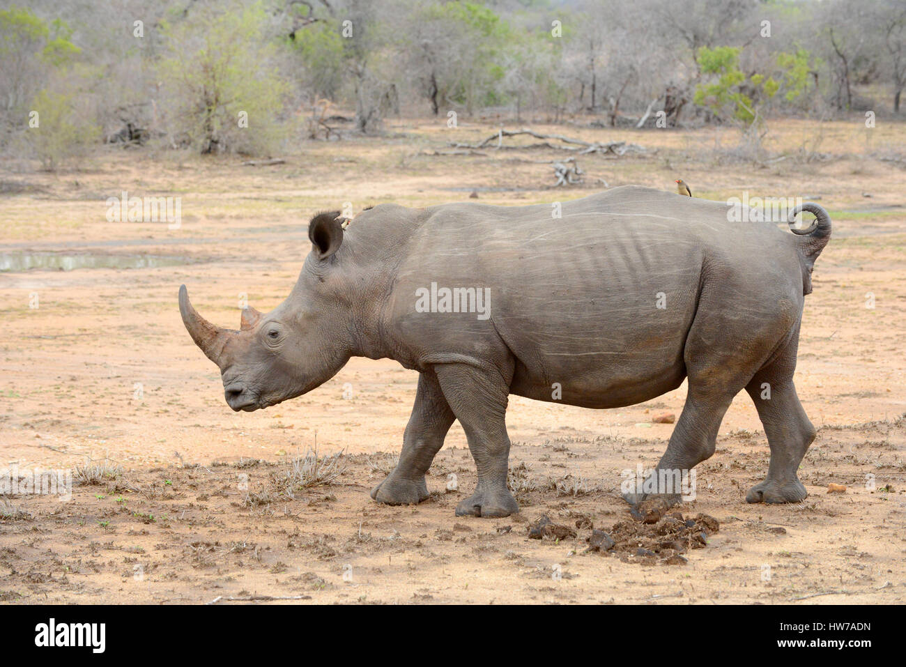 Large Rhinoceros in Kruger National Park in South Africa whose horns are subject to poaching and making the animal endangered. Stock Photo