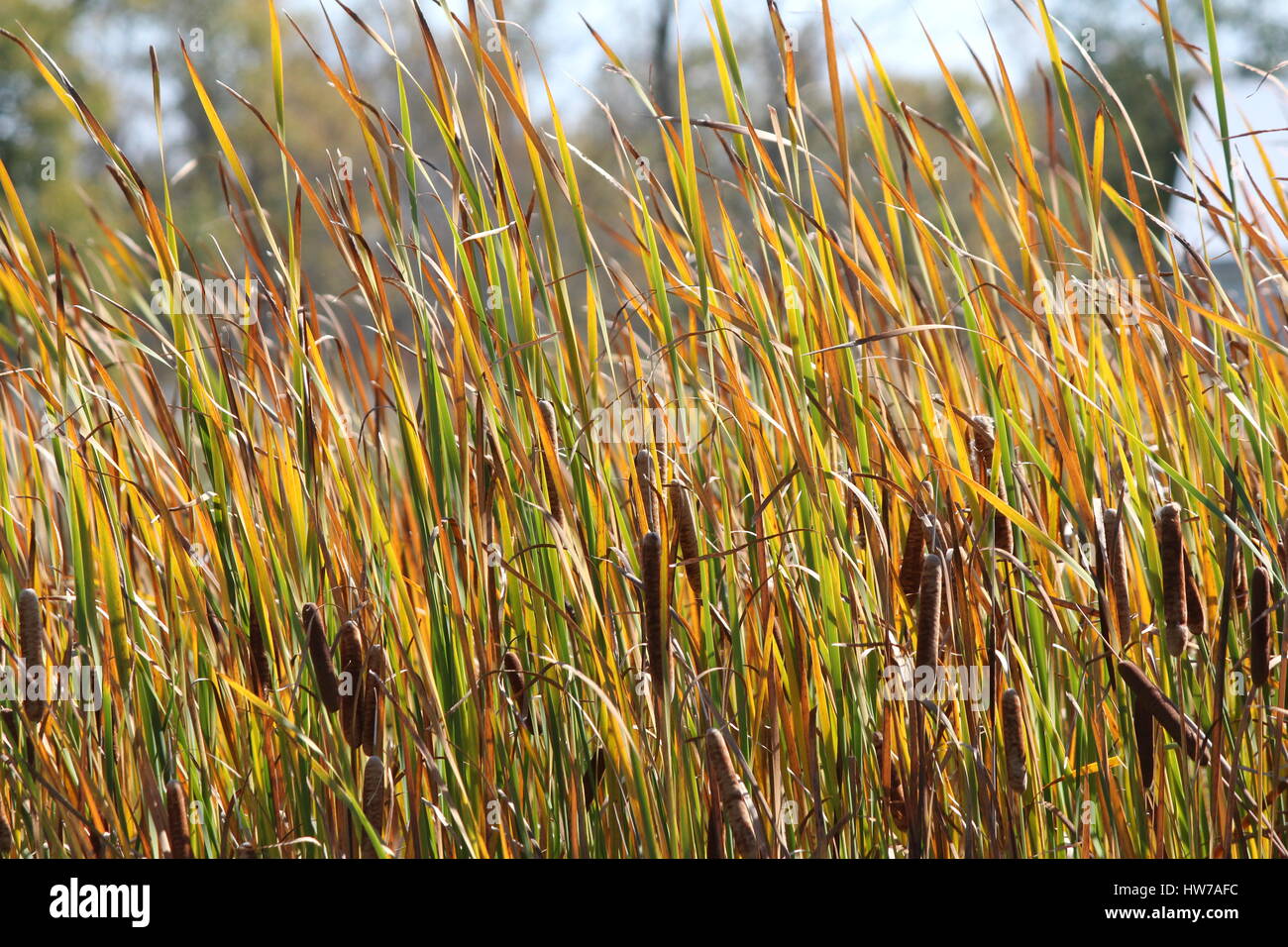 Cattails in a country roadside ditch in eastern Ontario. Cattails grow in dense stands. Like