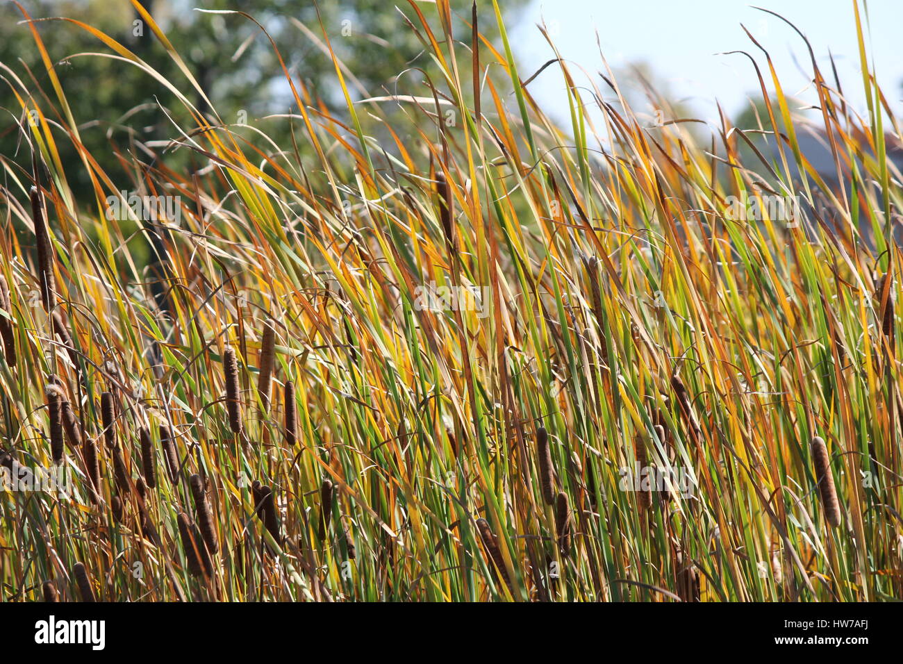 Dense stands hires stock photography and images Alamy