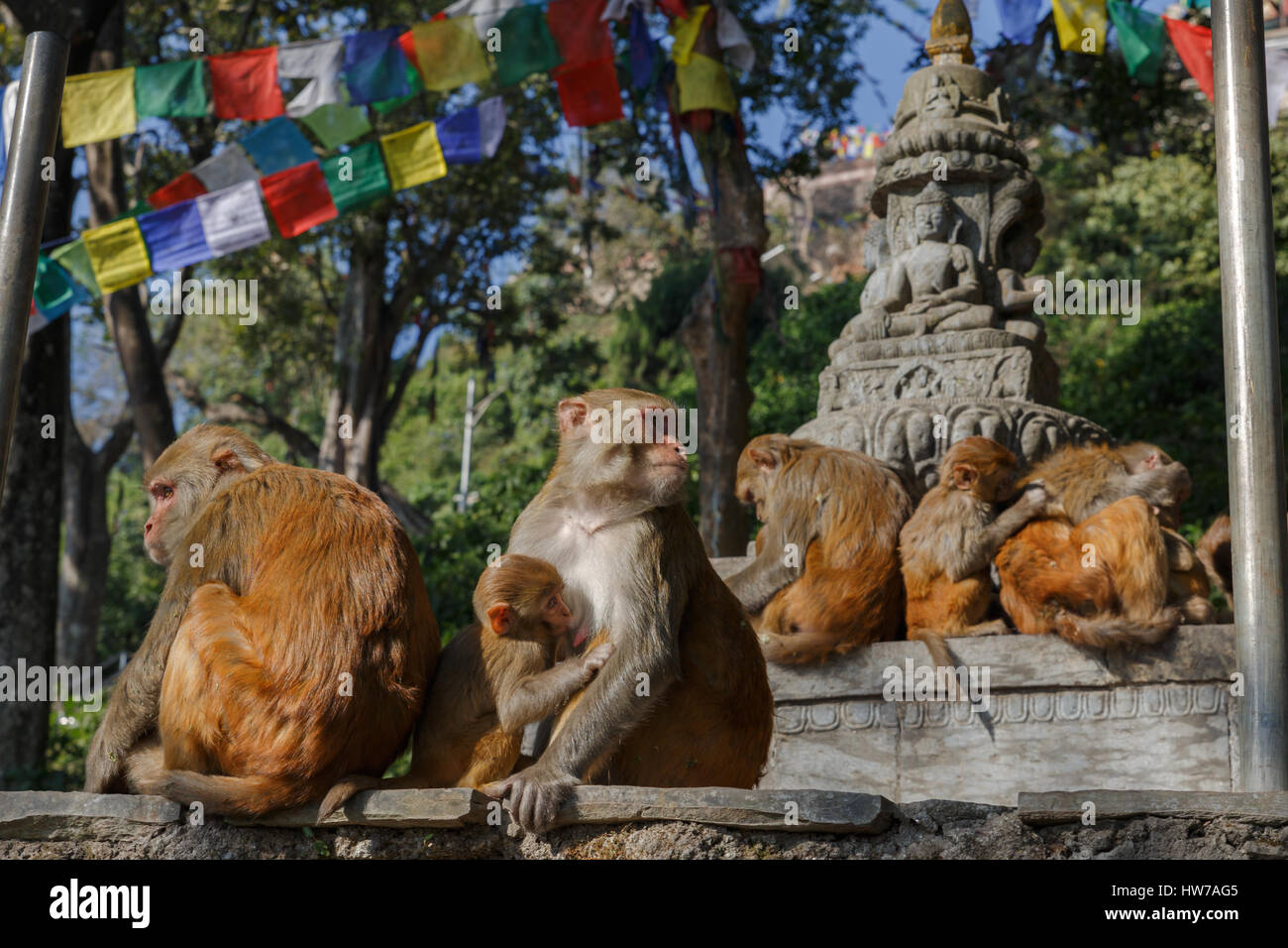 Monkey family in Swayambhunath temple Stock Photo - Alamy