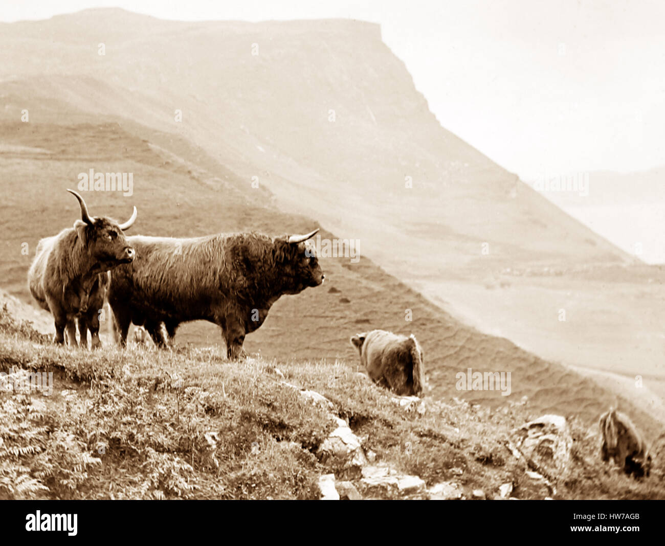 Highland Cattle on the Isle of Skye - Victorian period Stock Photo