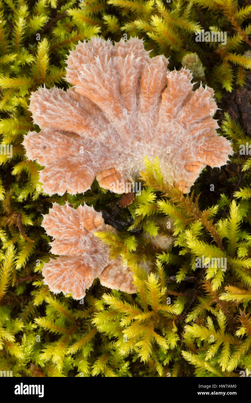 Conk along Warrior Rock Trail, Sauvie Island Wildlife Area, Oregon