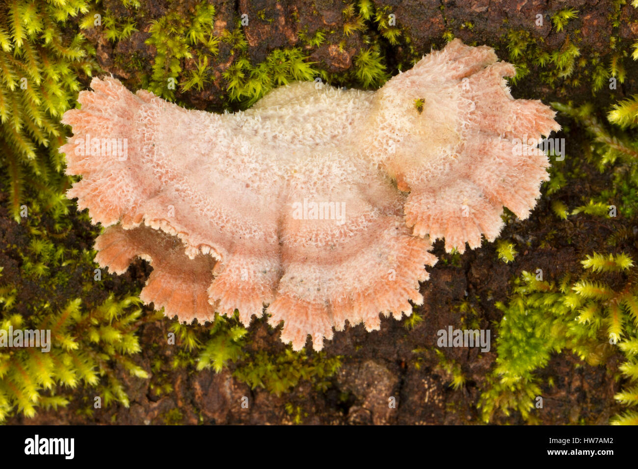 Conk along Warrior Rock Trail, Sauvie Island Wildlife Area, Oregon