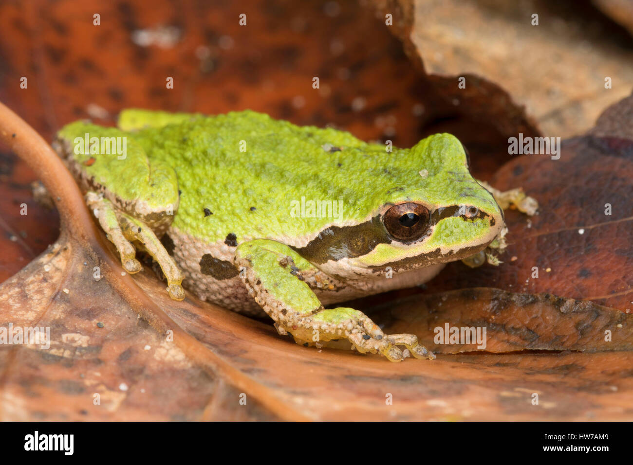 Pacific treefrog along Warrior Rock Trail, Sauvie Island Wildlife Area