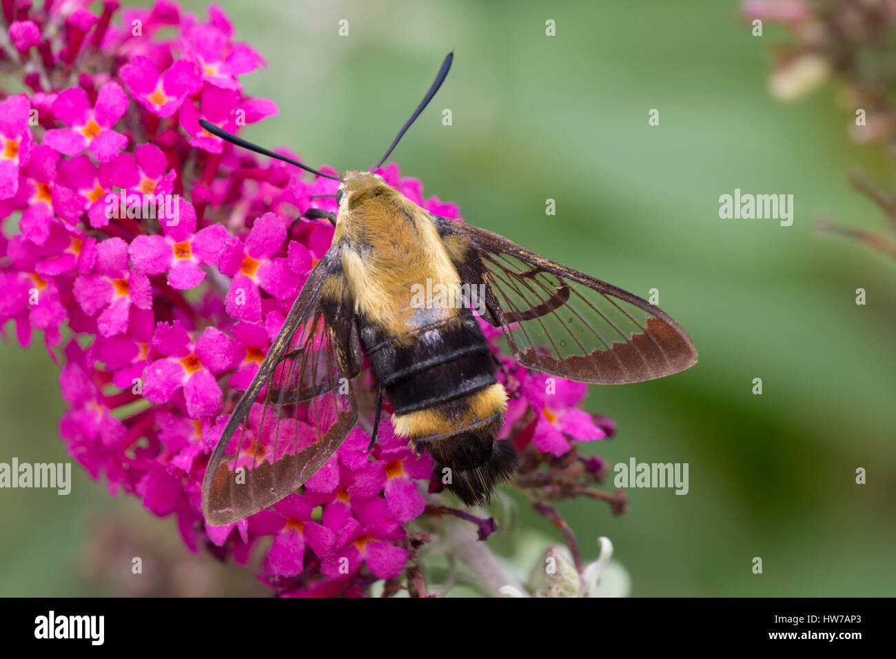 Bee moth on pink butterfly bush Stock Photo