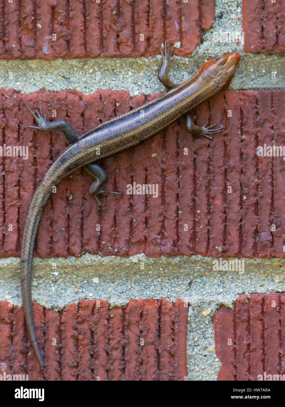 Small lizard climbing red brick wall Stock Photo Alamy