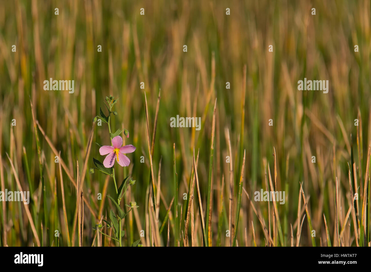 Single flower bloom among wetland grasses Stock Photo