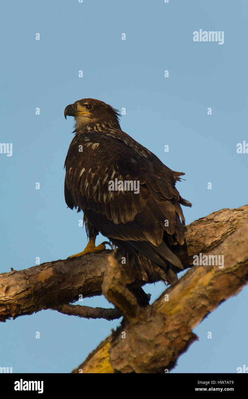 Juvenile bald eagle perched in tree Stock Photo