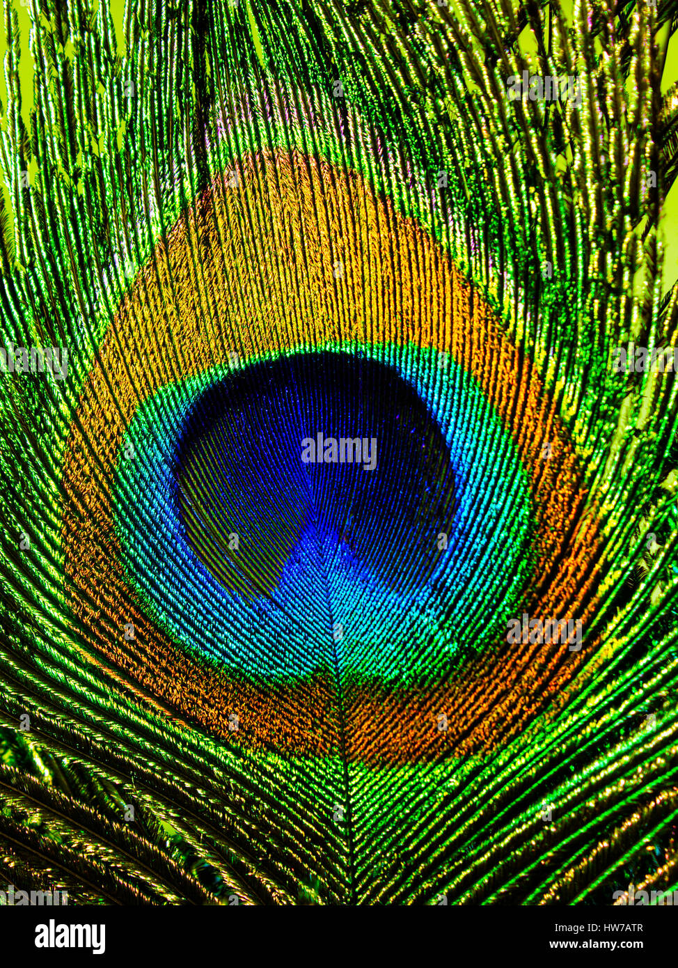 Peacock Feather With Eye