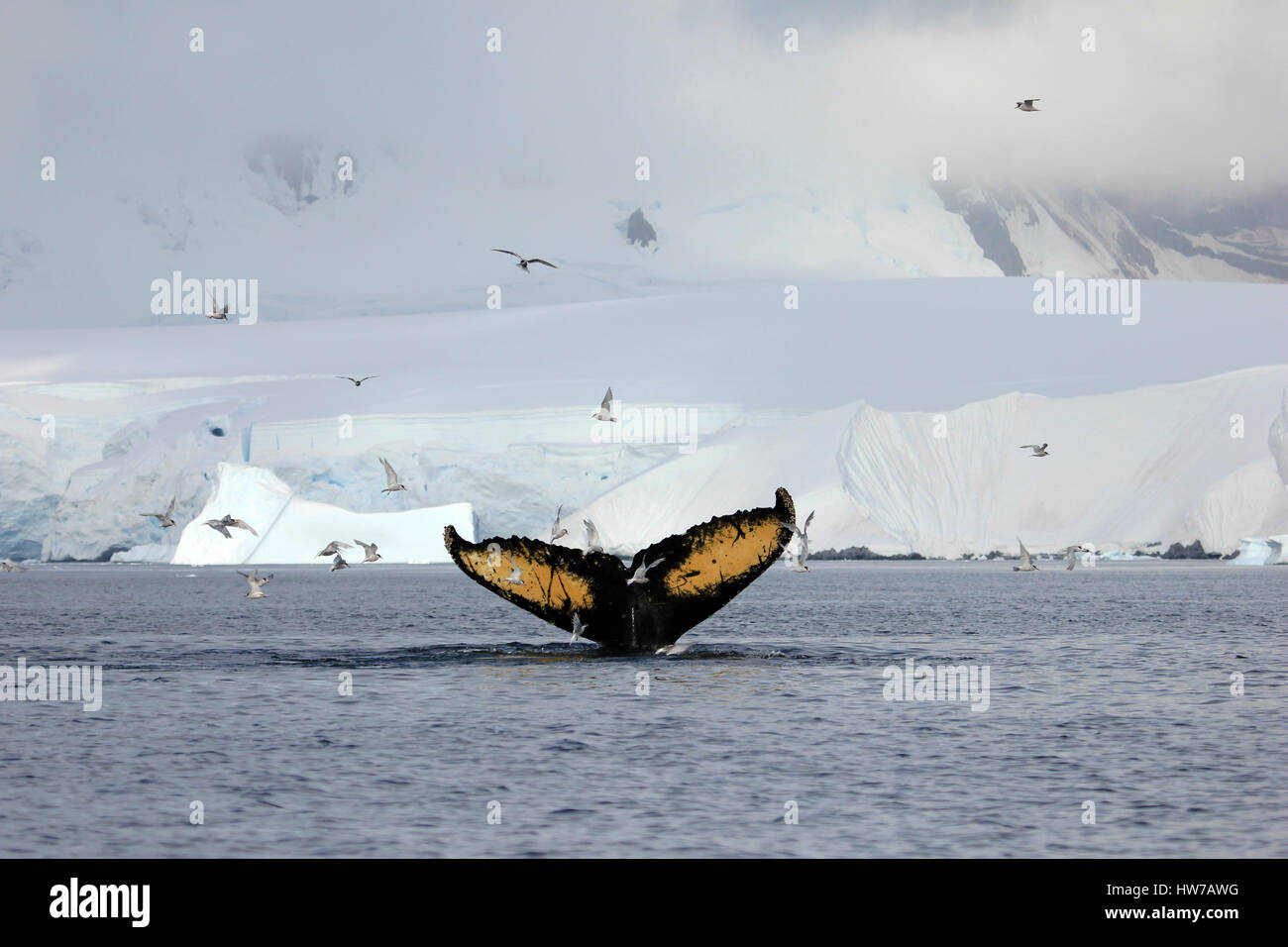 Humpback whale tail, showing on the dive, Antarctic Peninsula Stock ...