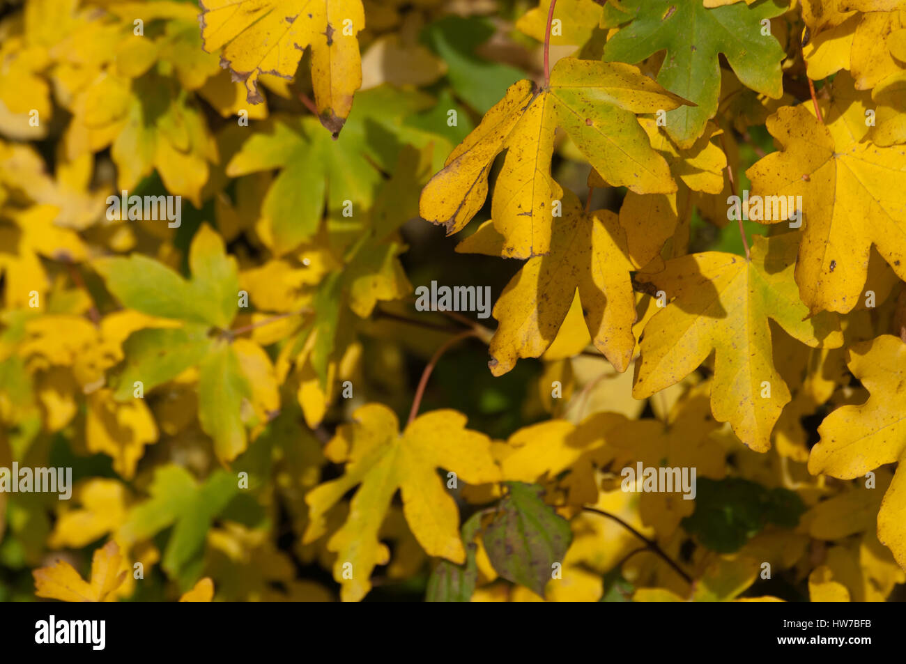 Field maple (Acer campestre) autumnal leaves Stock Photo - Alamy