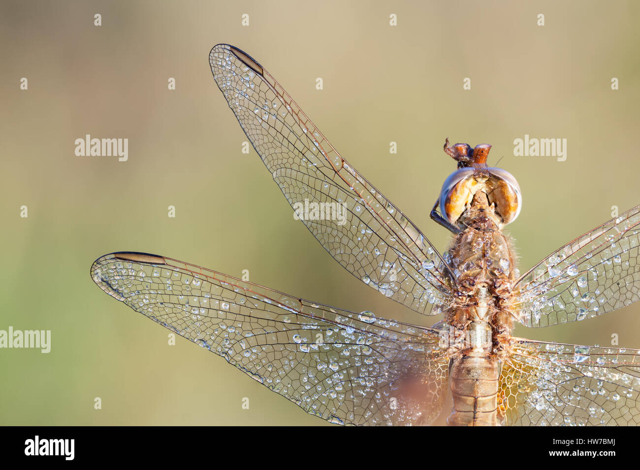 on an early morning there dragonfly with water drops of dew Stock Photo ...