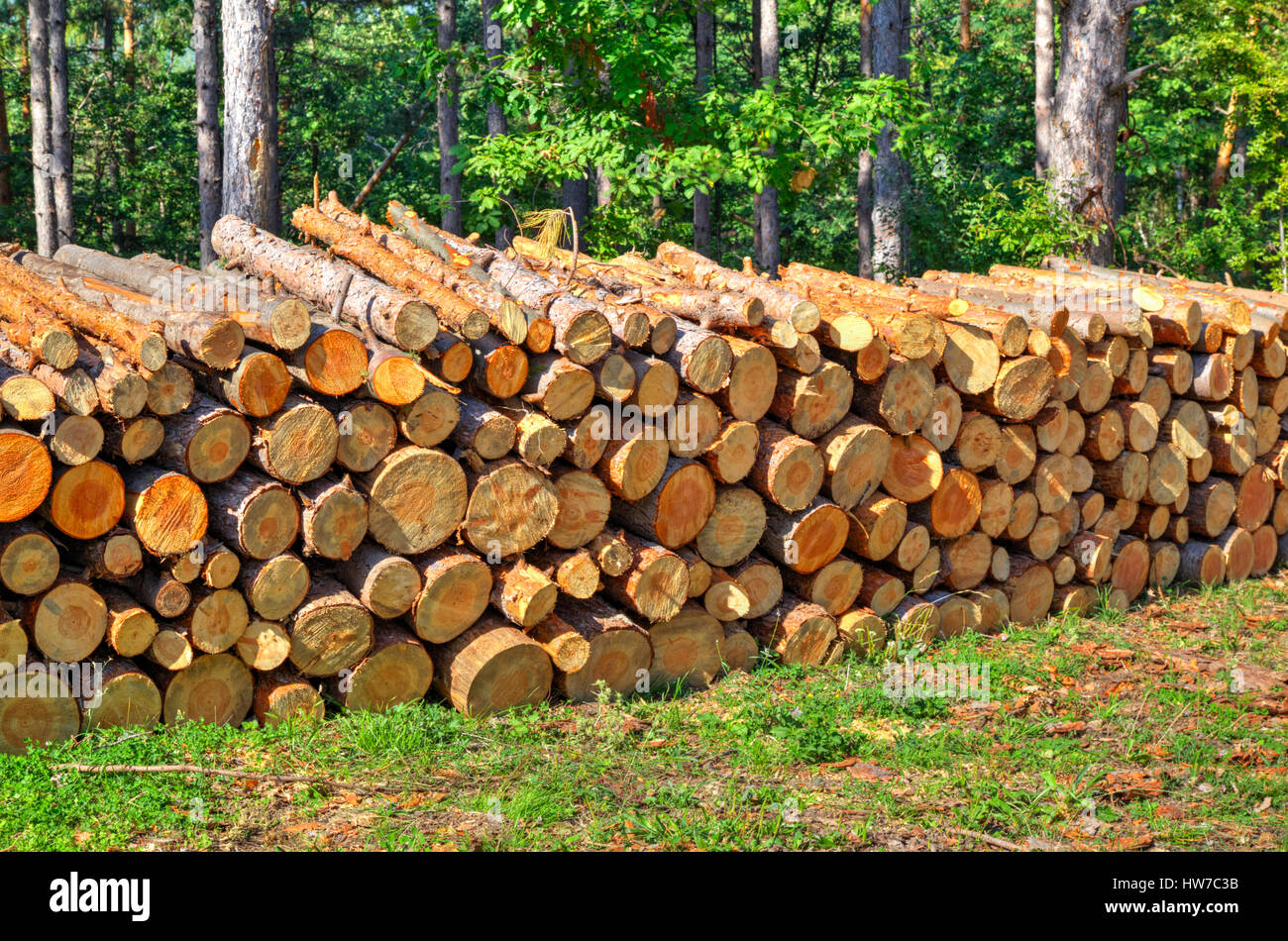 Fresh cut timber in the forest Stock Photo - Alamy