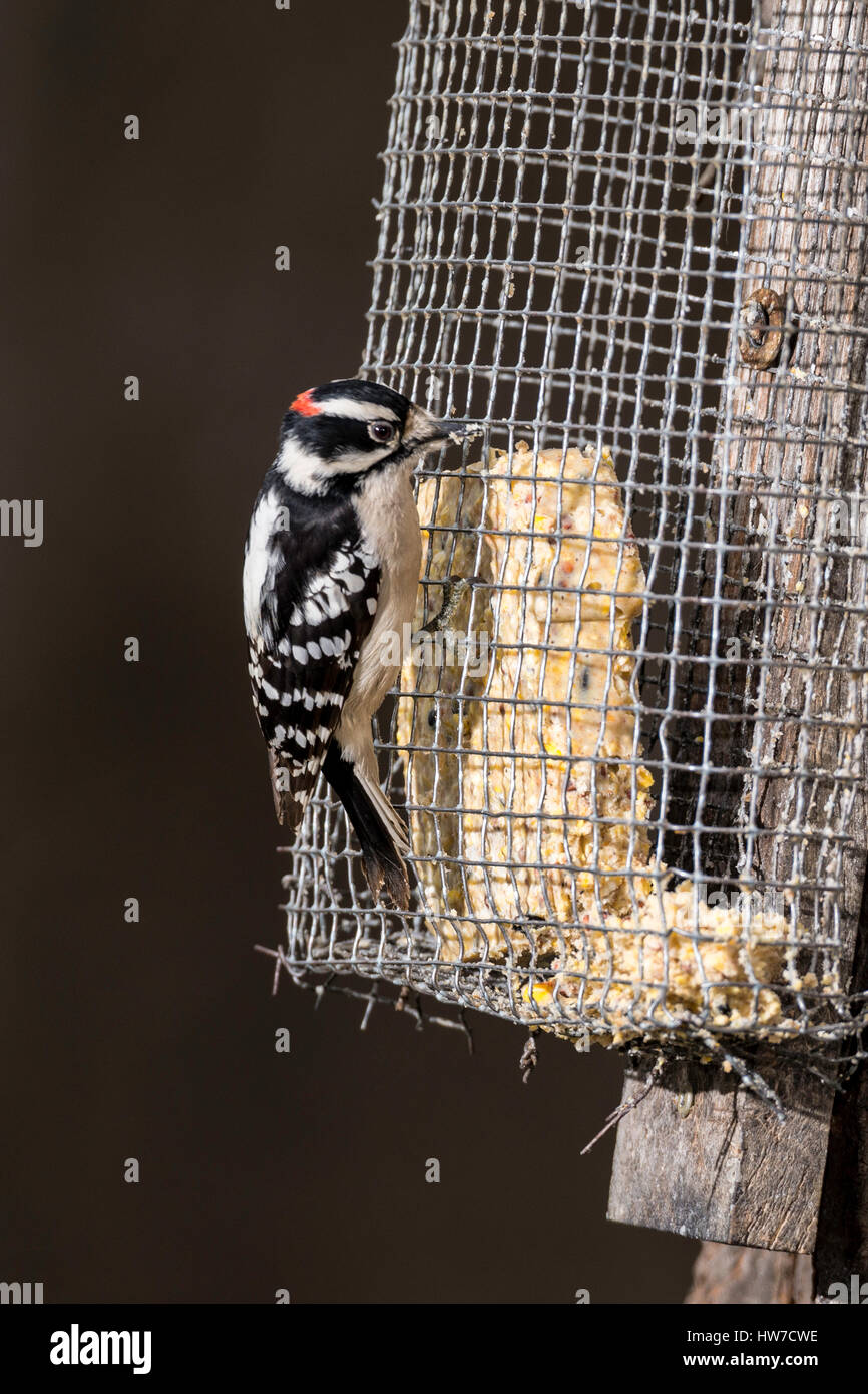 Male Downy Woodpecker on suet feeder Stock Photo Alamy