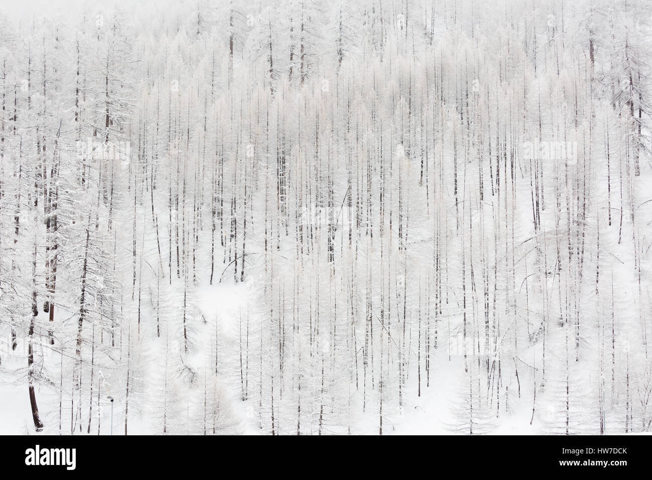 Landscape forest hi-res stock photography and images - Alamy