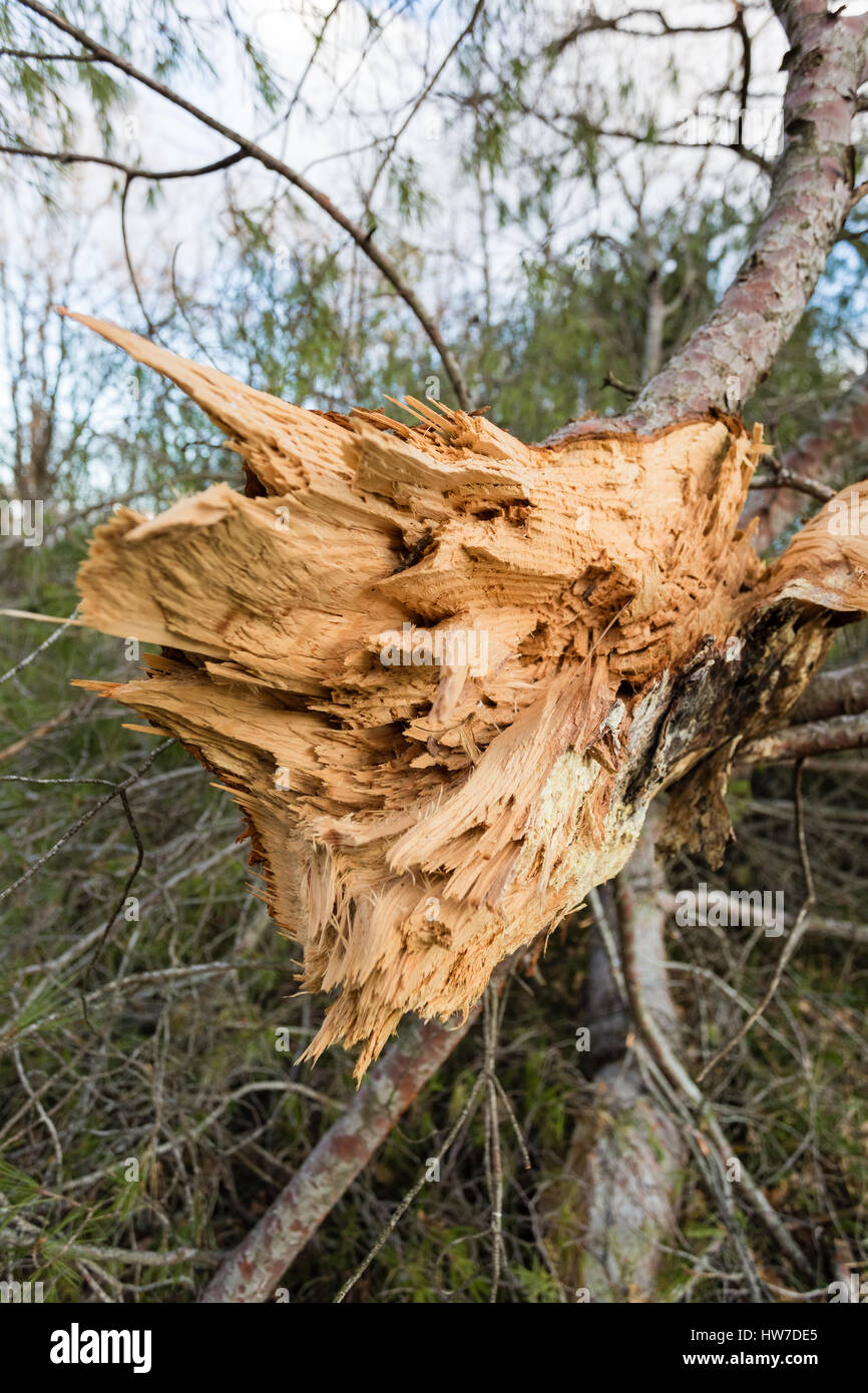Cracked trunk, stump laying in the forest Stock Photo - Alamy