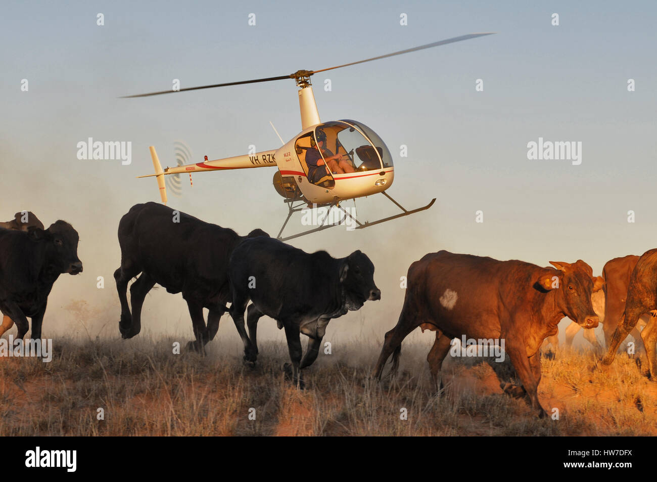 Robinson R22 Beta helicopter flying low, at sunset, mustering cattle in