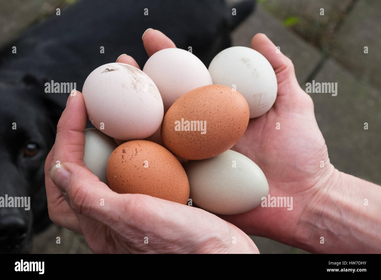 Hands holding freerange eggs Stock Photo
