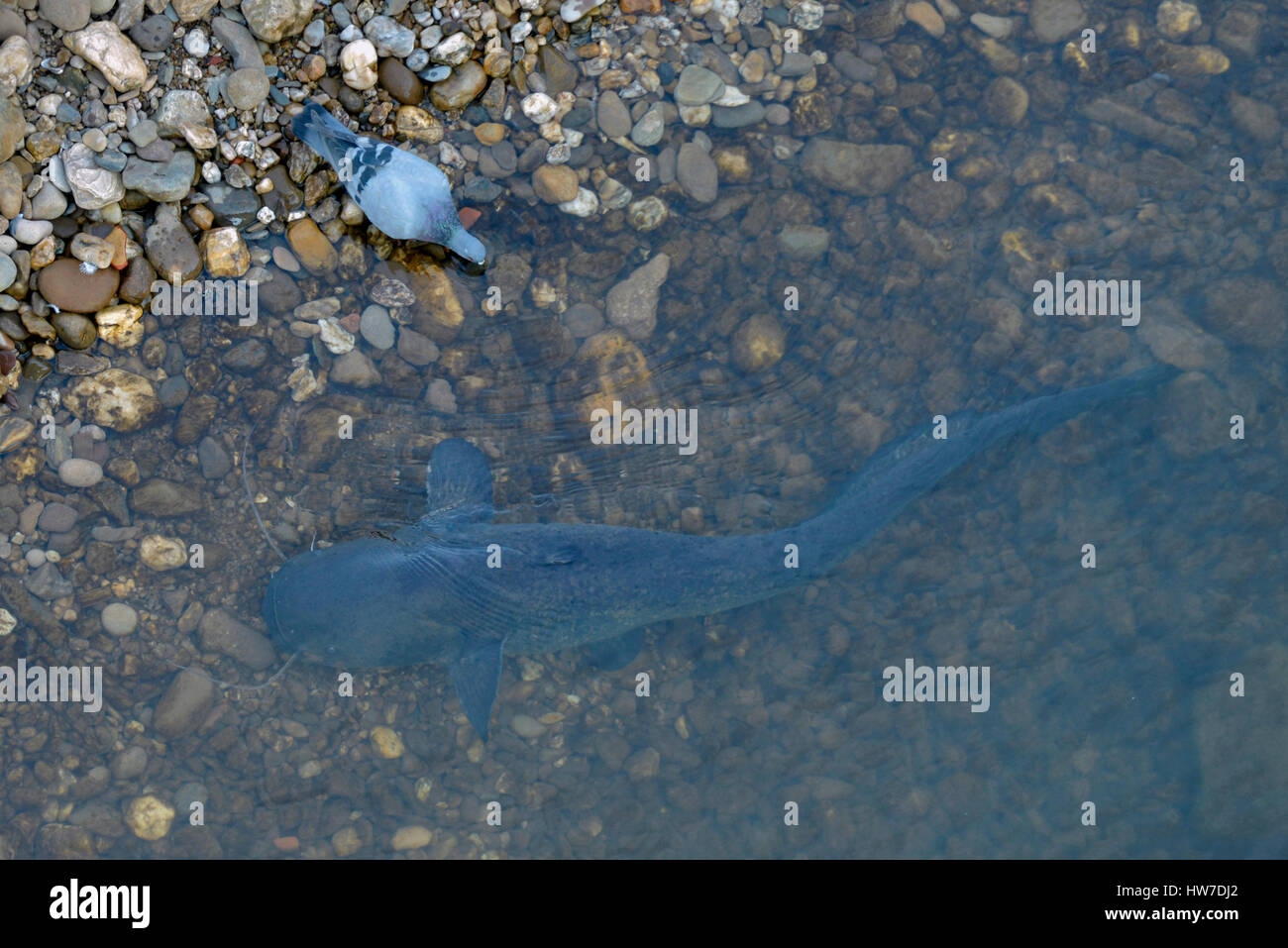 Wels catfish silurus glanis in hi-res stock photography and images
