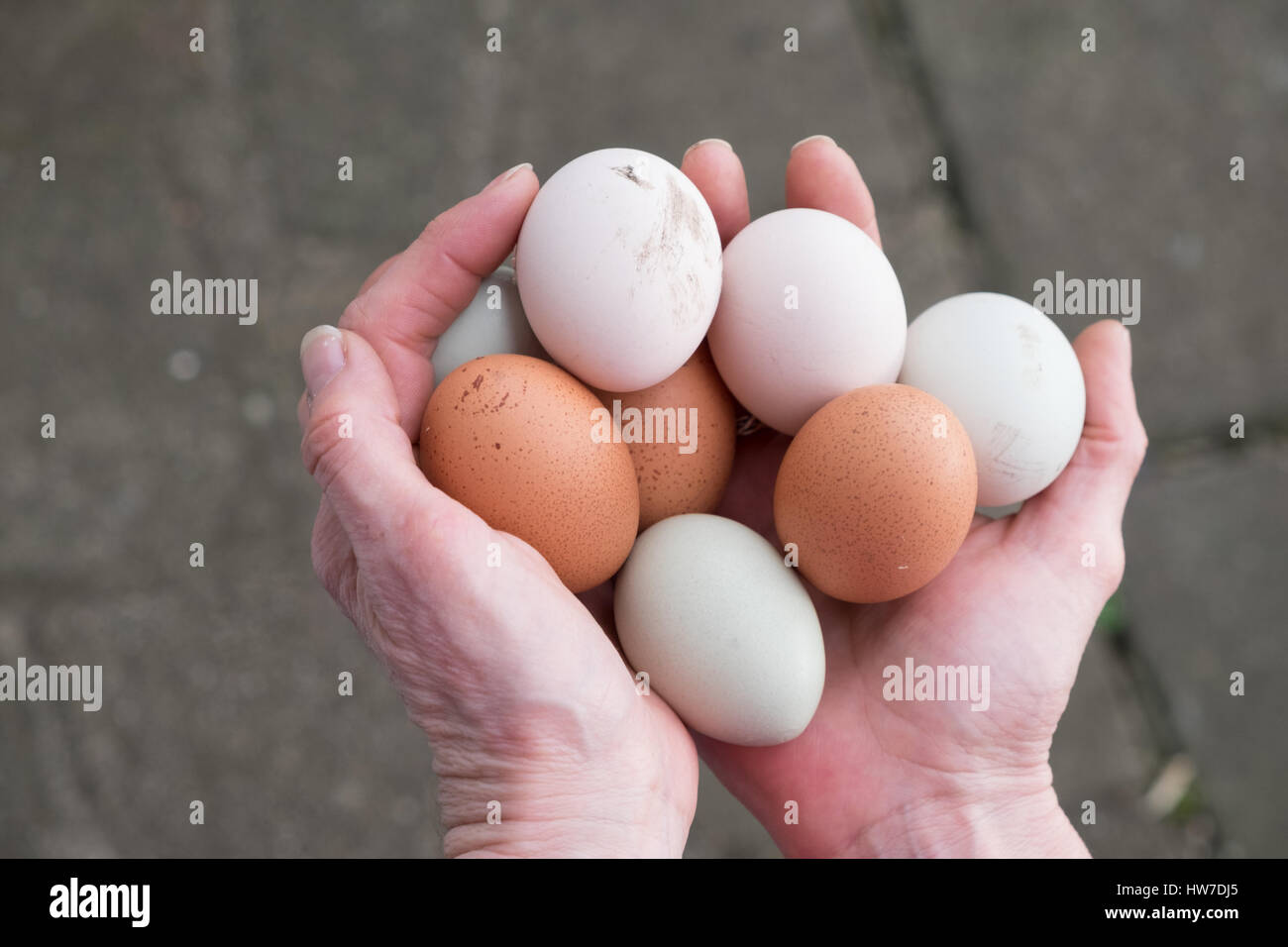Hands holding freerange eggs Stock Photo